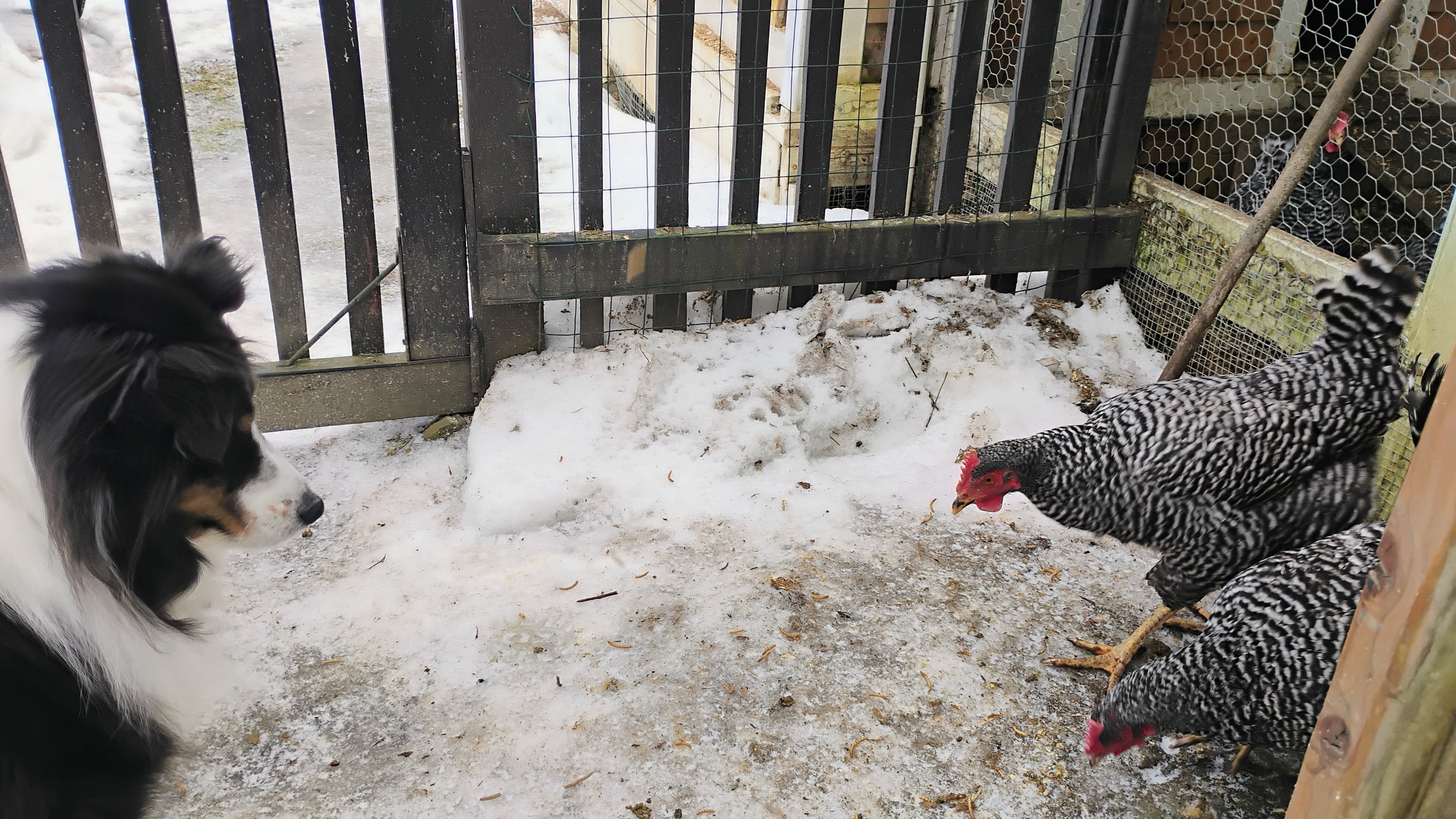 A dog watches two chickens in a snowy outdoor setting.