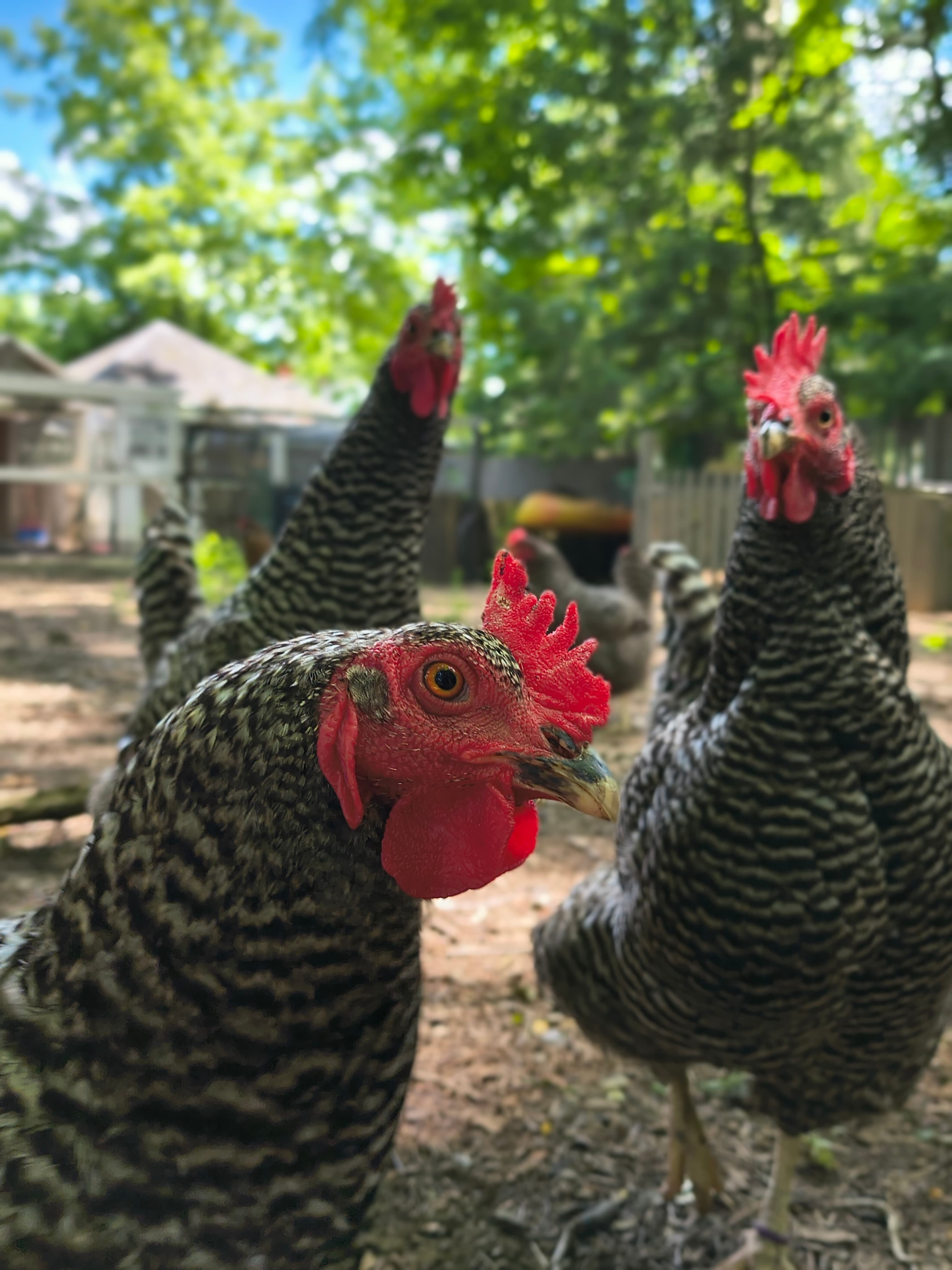 A close-up of a striped chicken in a backyard setting with other chickens in the background.